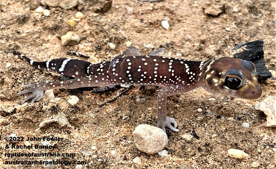 This subadult Barking Gecko (Underwoodisaurus milii) above was photographed at Waikerie, South Australia